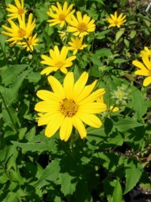 Oxeye Sunflower